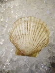 扇贝