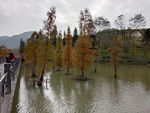 风景