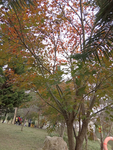 风景
