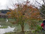 风景