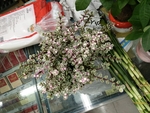 花卉
