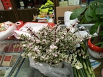花卉
