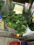 花卉