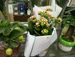 花卉