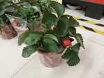 花卉
