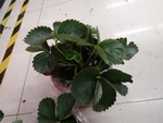 花卉