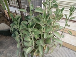 花卉