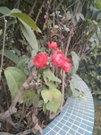 花卉