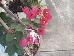 花卉