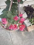 花卉