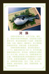 河豚介绍