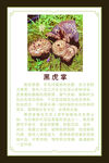 黑虎掌介绍