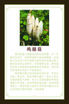 鸡腿菇介绍