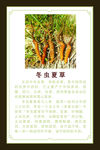 冬虫夏草介绍