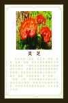 灵芝介绍