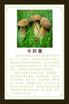 牛肝菌介绍