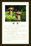 松茸介绍