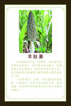 羊肚菌