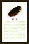 海参简介
