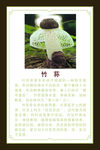 竹荪