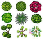 植物顶视图