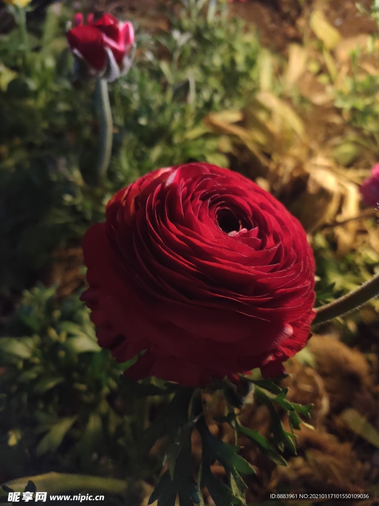 美丽的花朵