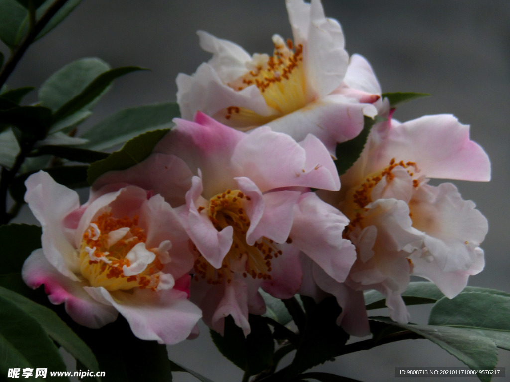 茶花 山茶    山茶花