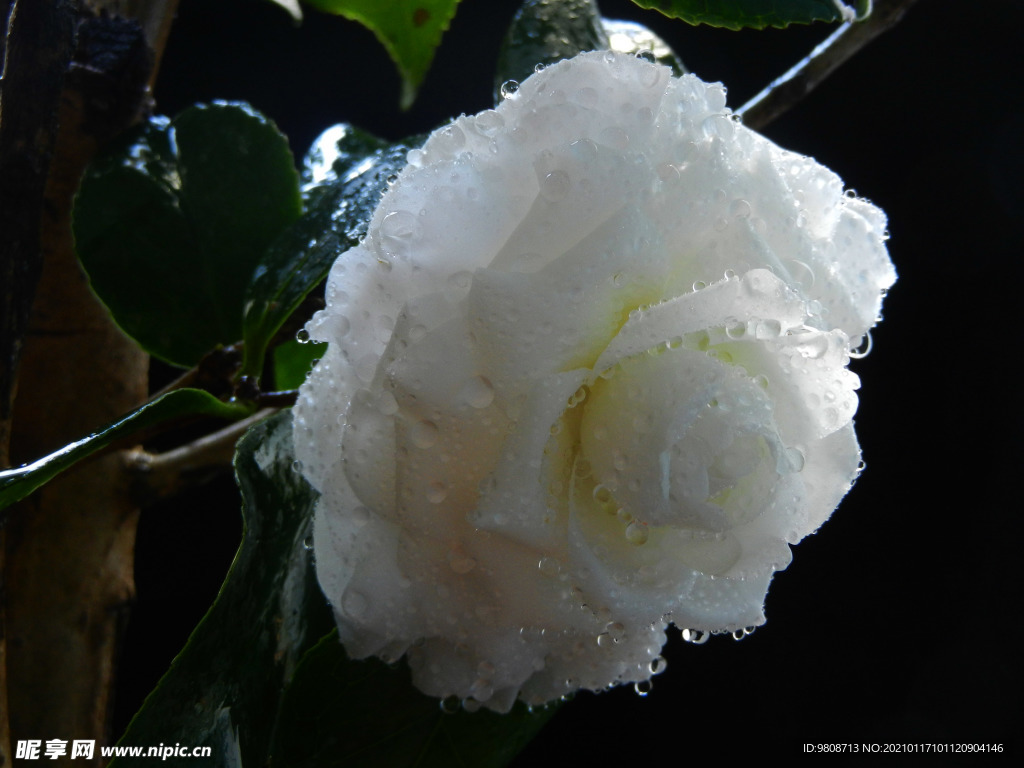 茶花 山茶    山茶花