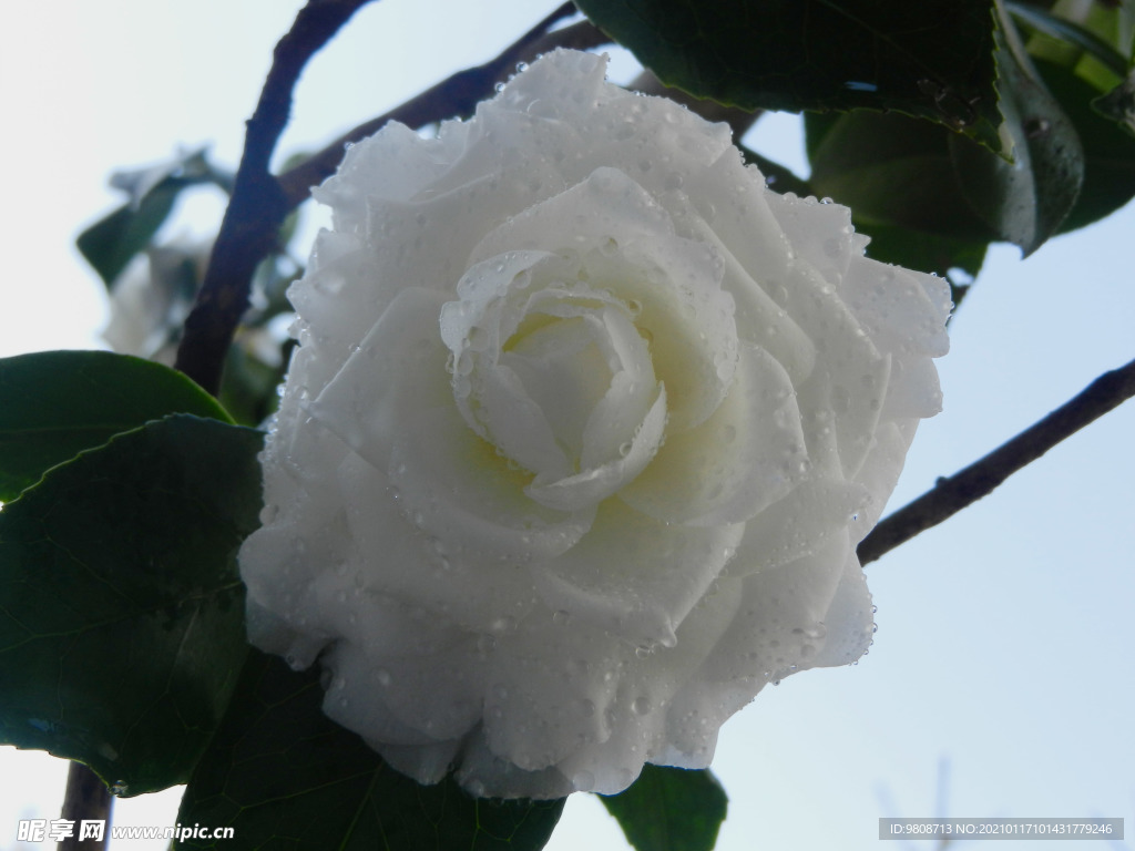 茶花 山茶    山茶花
