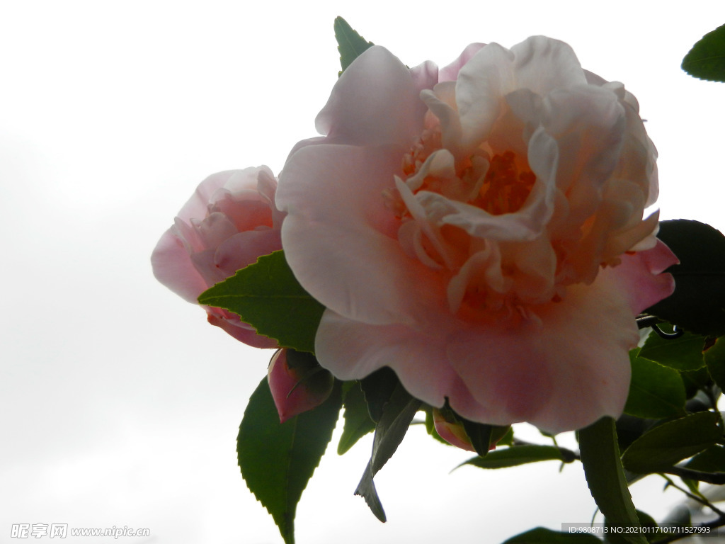 茶花 山茶    山茶花