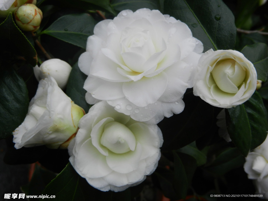茶花 山茶    山茶花