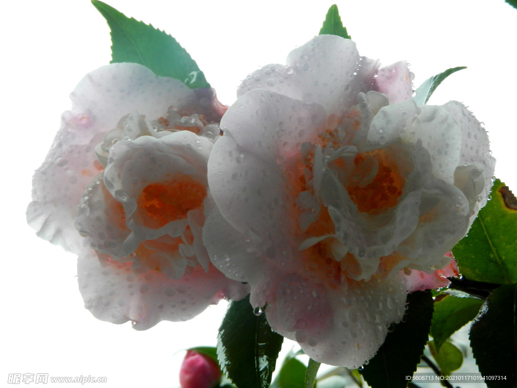 茶花 山茶    山茶花