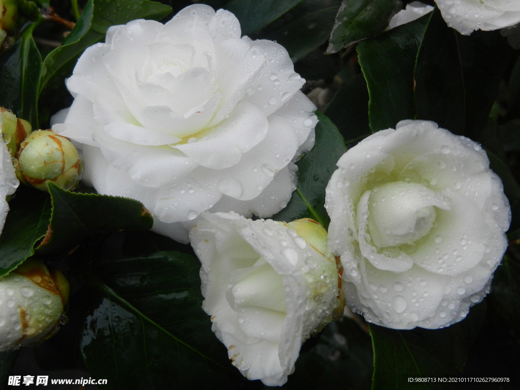 茶花 山茶    山茶花