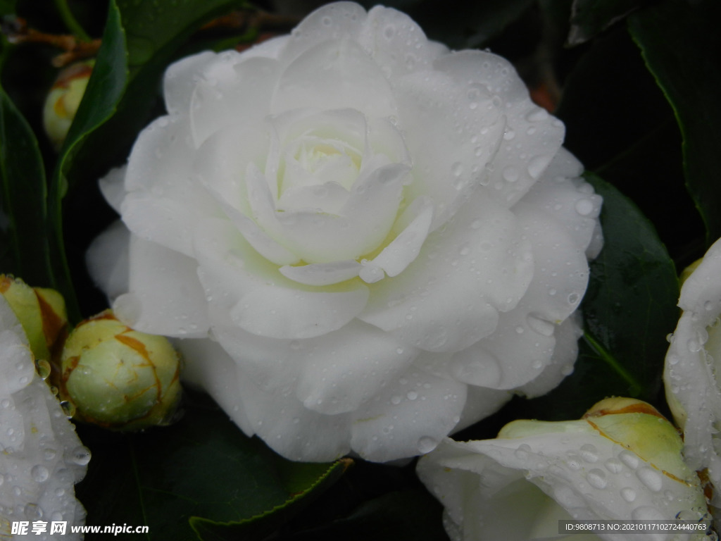 茶花 山茶    山茶花