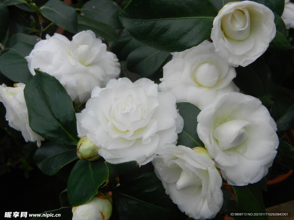 茶花 山茶    山茶花