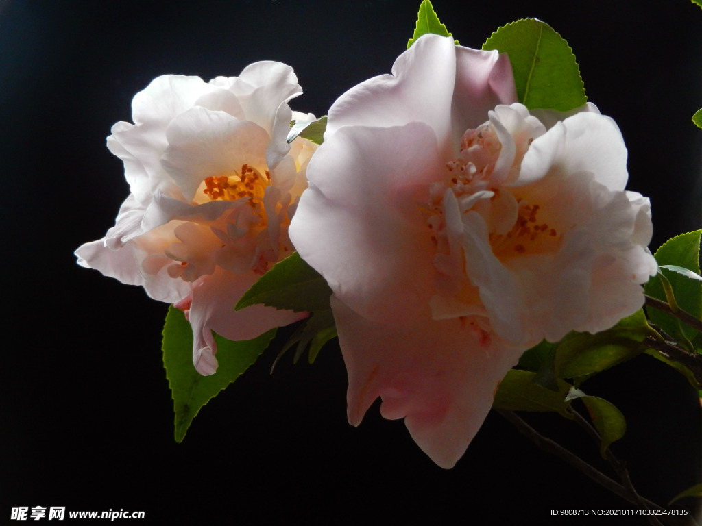 茶花 山茶    山茶花