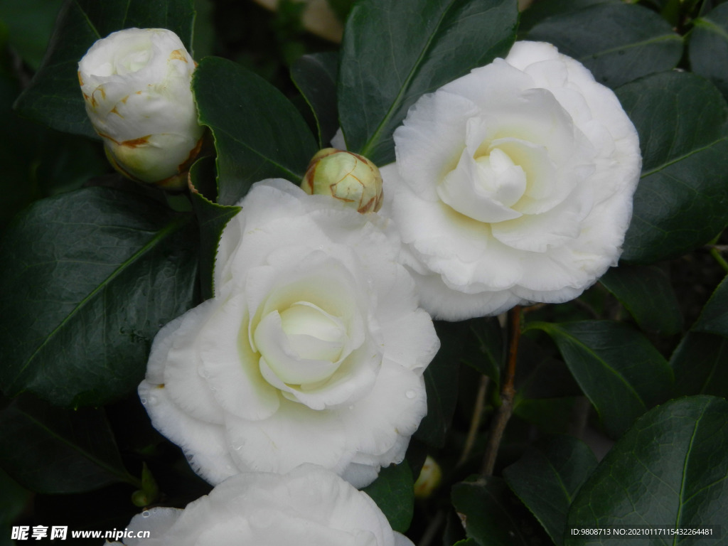 茶花 山茶    山茶花