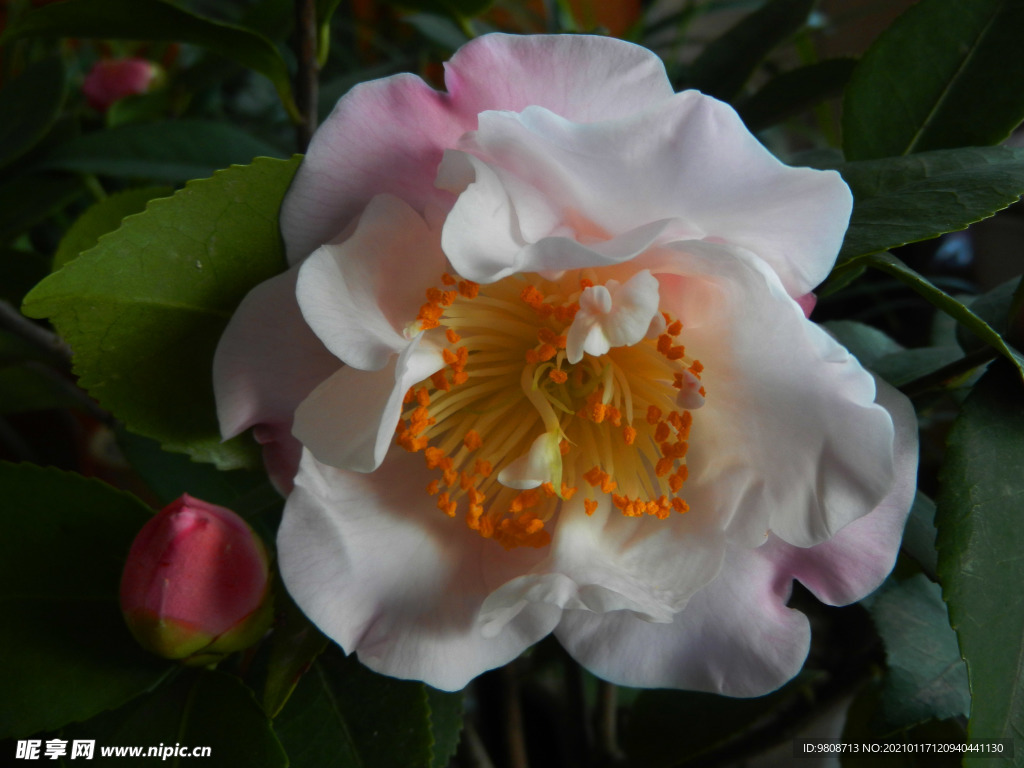 茶花 山茶    山茶花