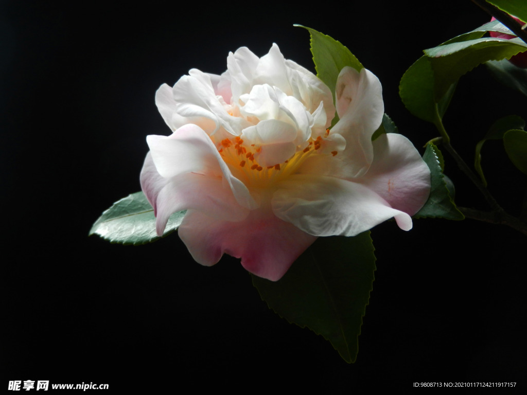 茶花 山茶    山茶花