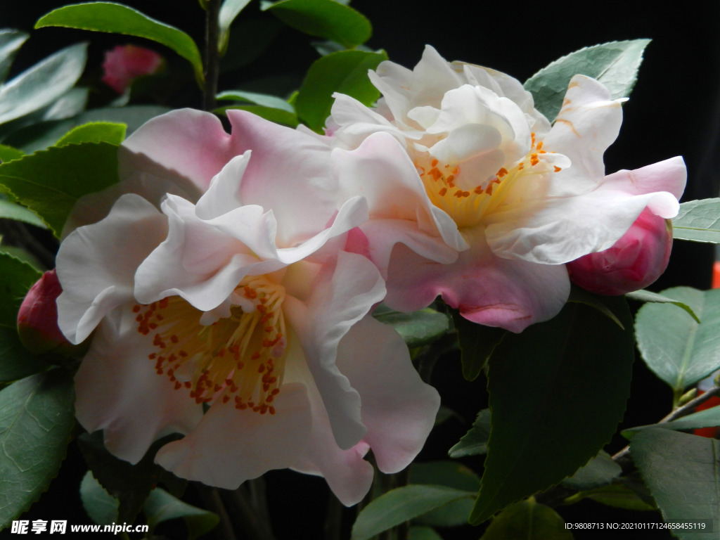 茶花 山茶    山茶花