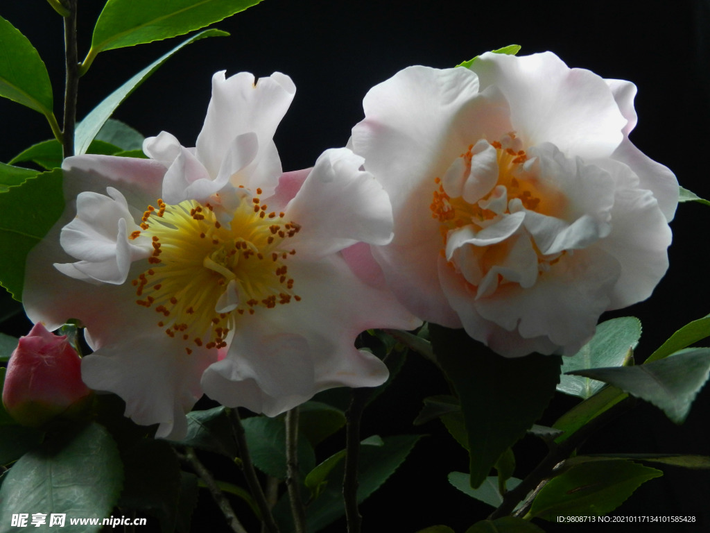 茶花 山茶    山茶花