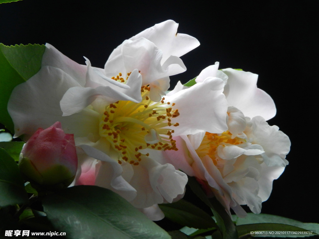 茶花 山茶    山茶花