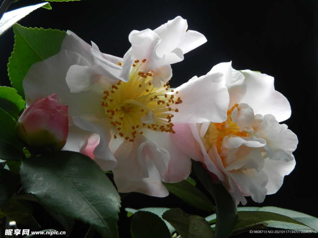 茶花 山茶    山茶花