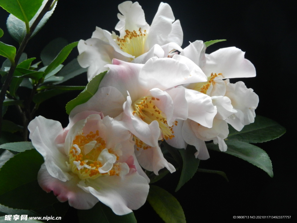 茶花 山茶    山茶花