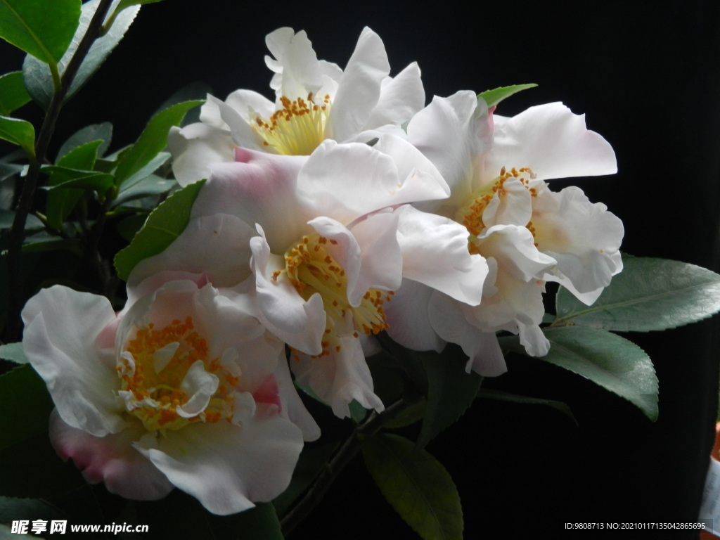 茶花 山茶    山茶花