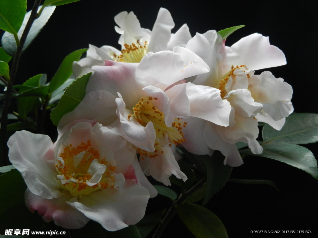 茶花 山茶    山茶花