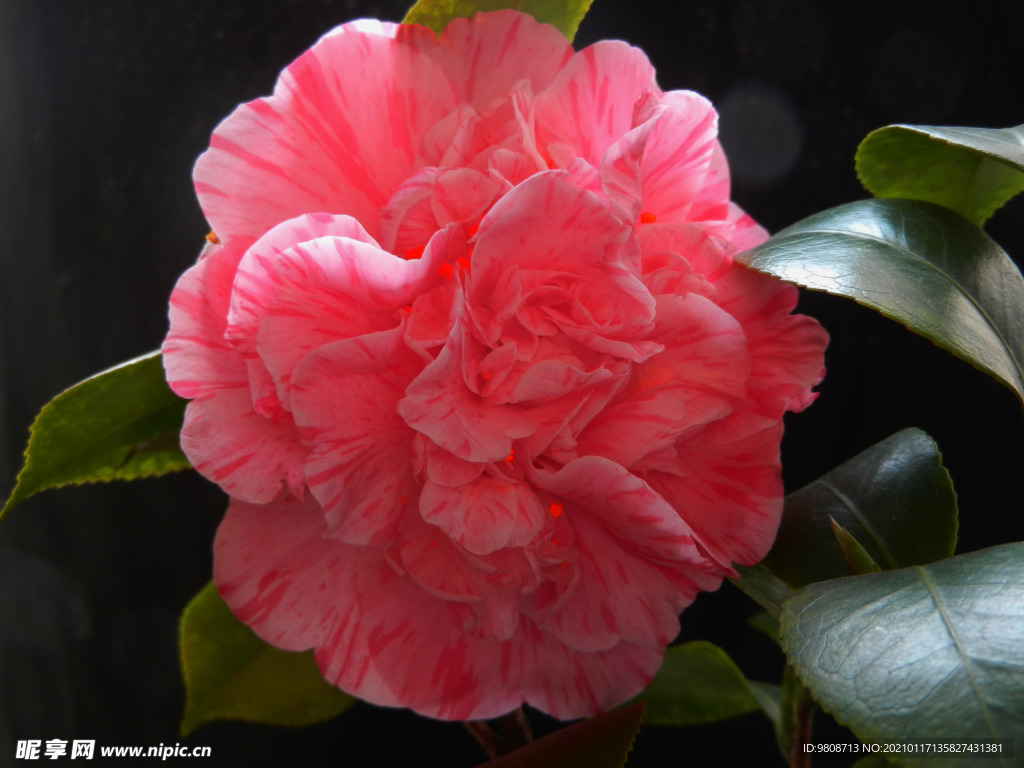 茶花 山茶    山茶花