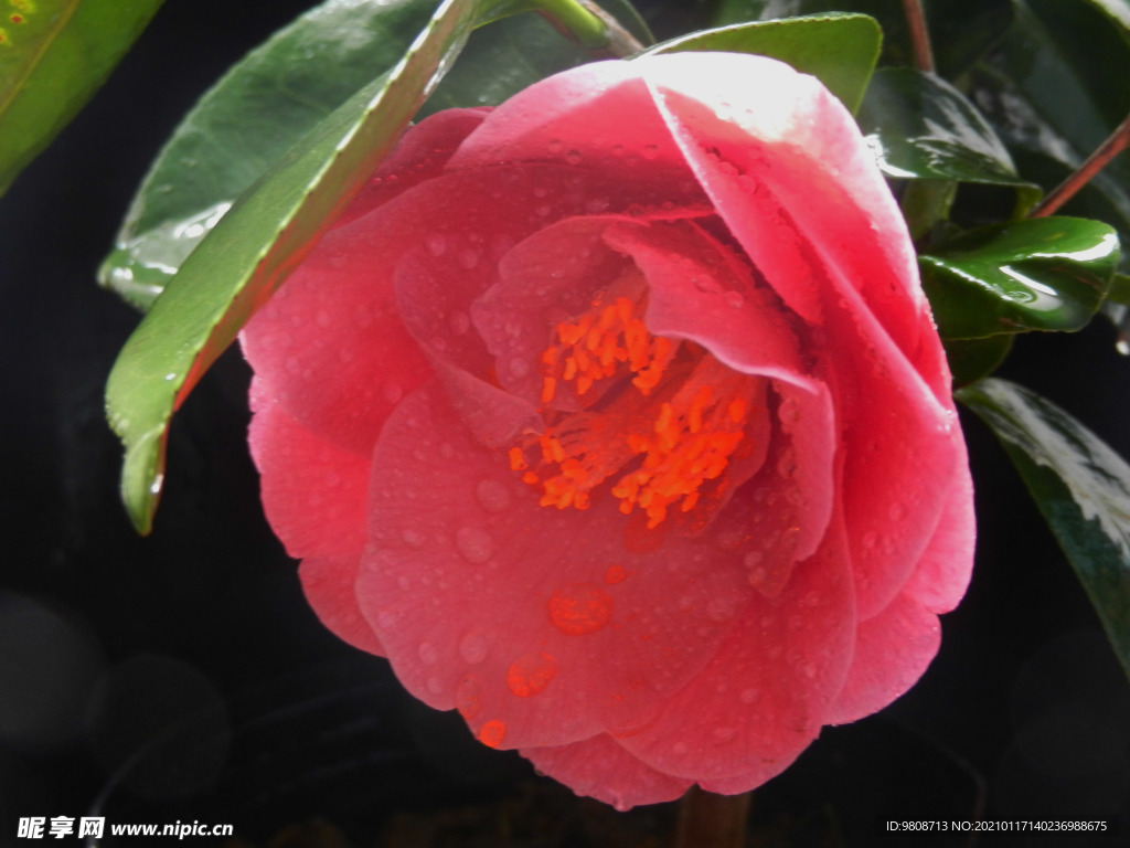 茶花 山茶    山茶花