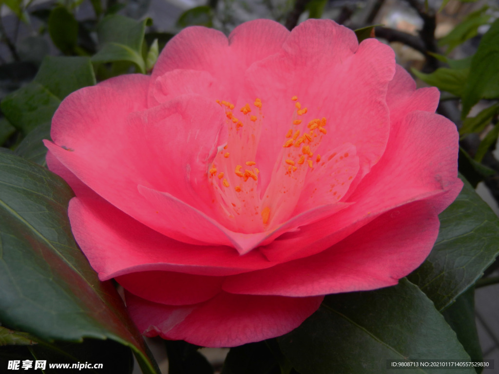 茶花 山茶    山茶花