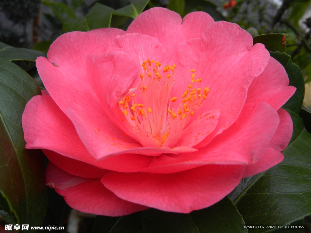 茶花 山茶    山茶花